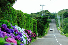 ajisai road