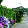 ajisai road