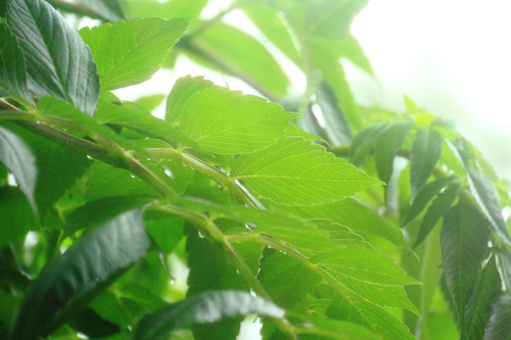 一日、雨･･･。