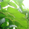 一日、雨･･･。