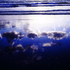 Blue memory･･･。