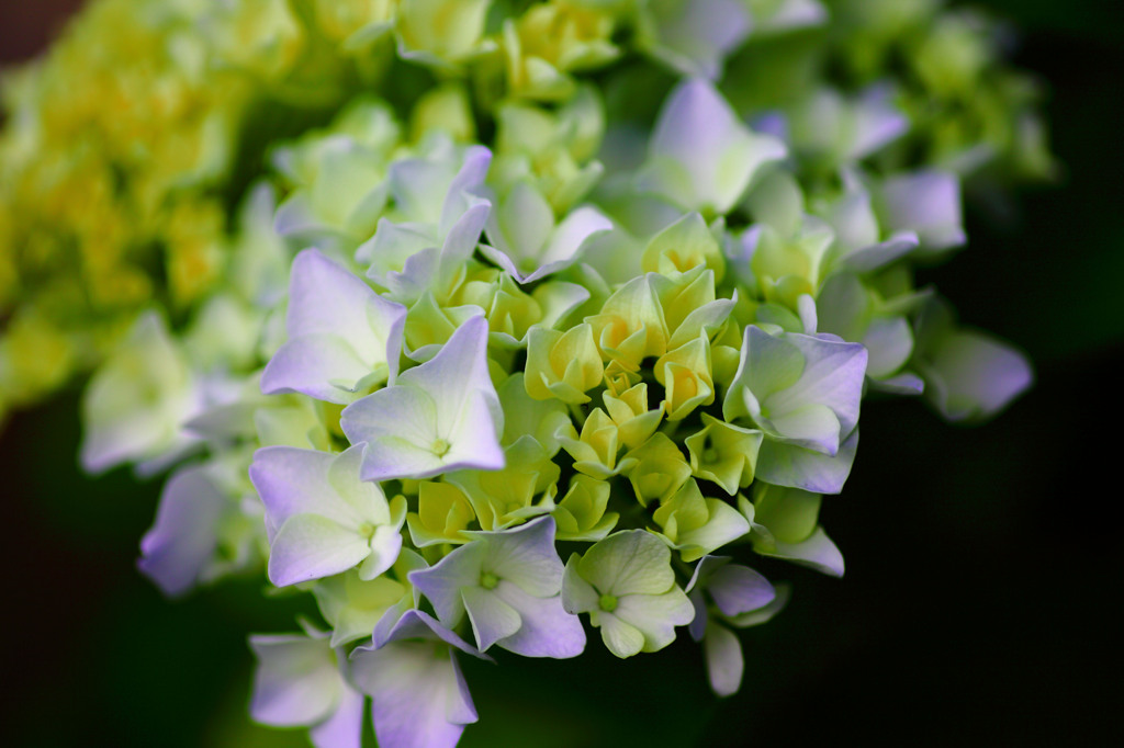紫陽花の季節･･･。
