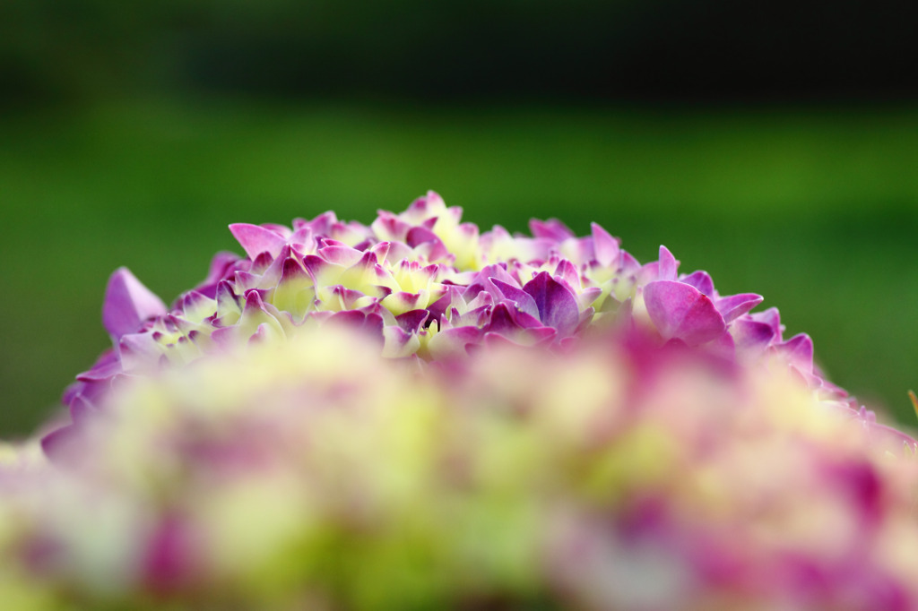 雨を待つ花･･･。