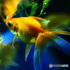 金魚･･･。
