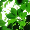 green green green