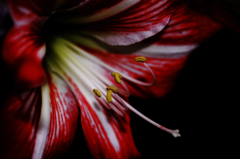 Lily･･･。