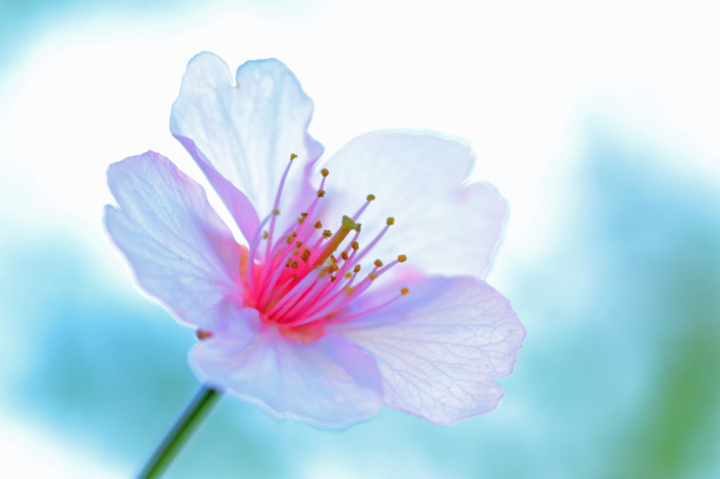 sakura(Ver.3)