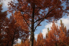 紅葉