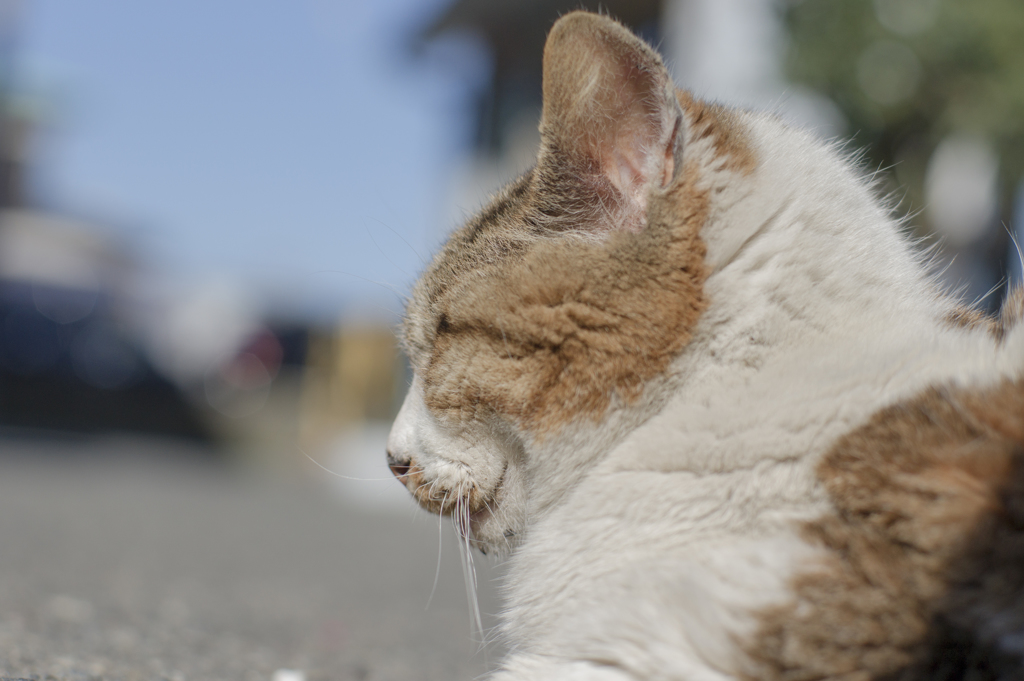 江ノ島 猫