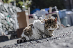 江ノ島 猫