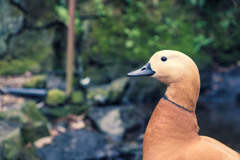 伊豆シャボテン公園