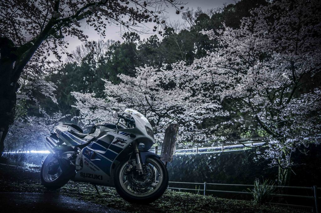 夜桜とガンマ