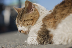 江ノ島 猫