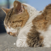 江ノ島 猫