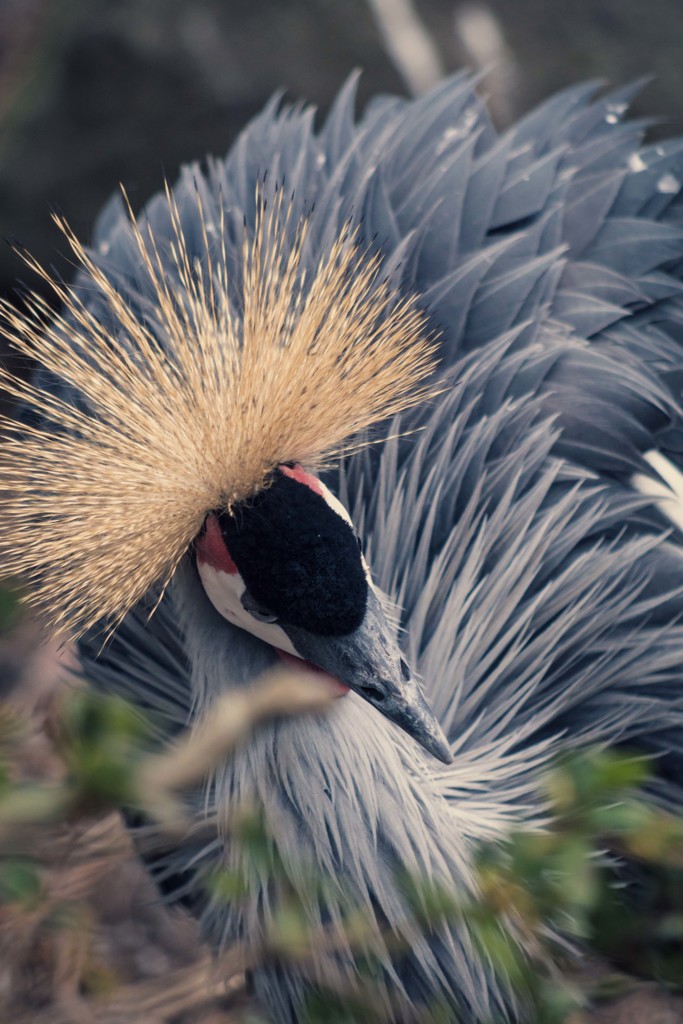 伊豆シャボテン公園