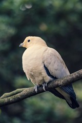 伊豆シャボテン公園