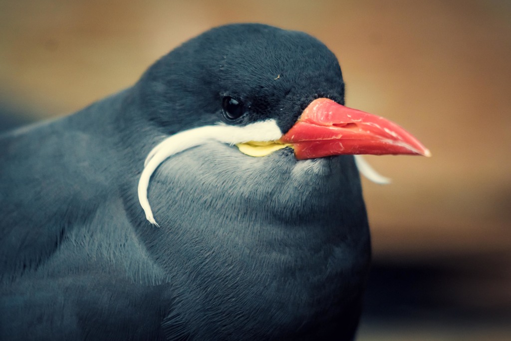 伊豆シャボテン公園