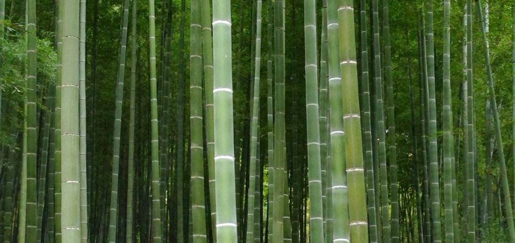 竹林、
