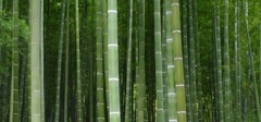 竹林、