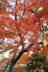 長谷寺の紅葉、、、。