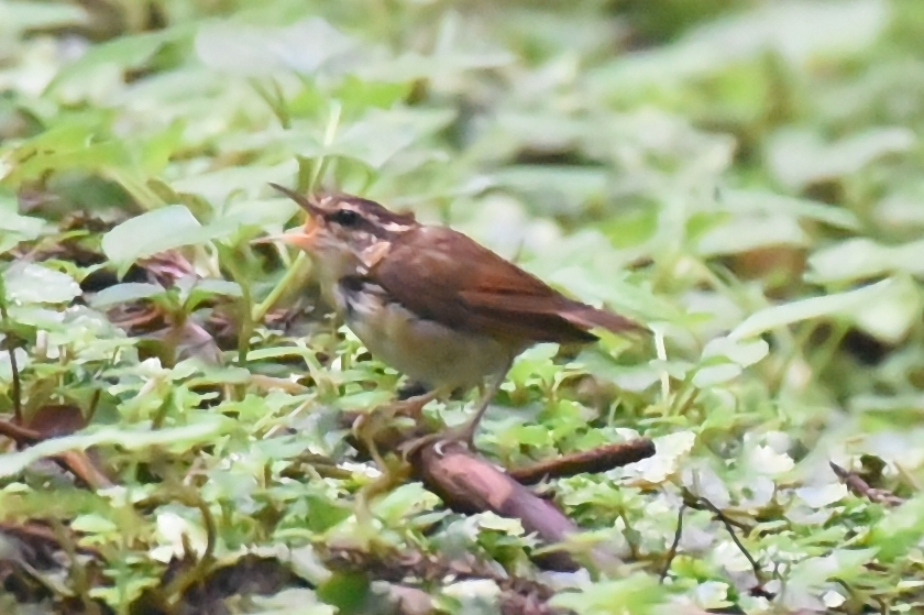 鳴いているヤブサメ、、、。