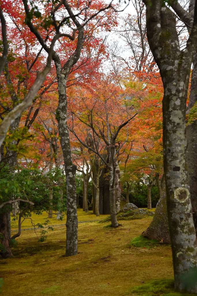 箱根美術館の紅葉