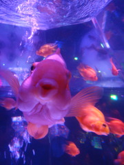金魚