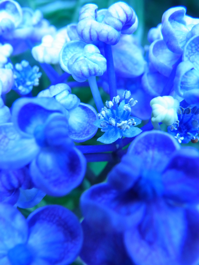 紫陽花