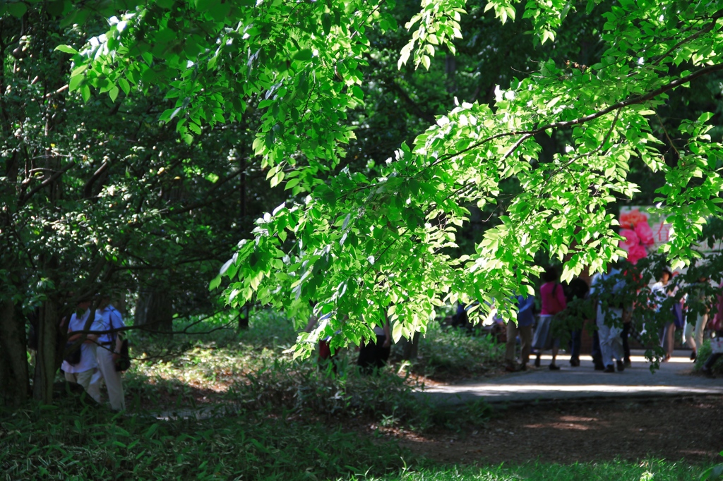 神代植物公園近くの新緑