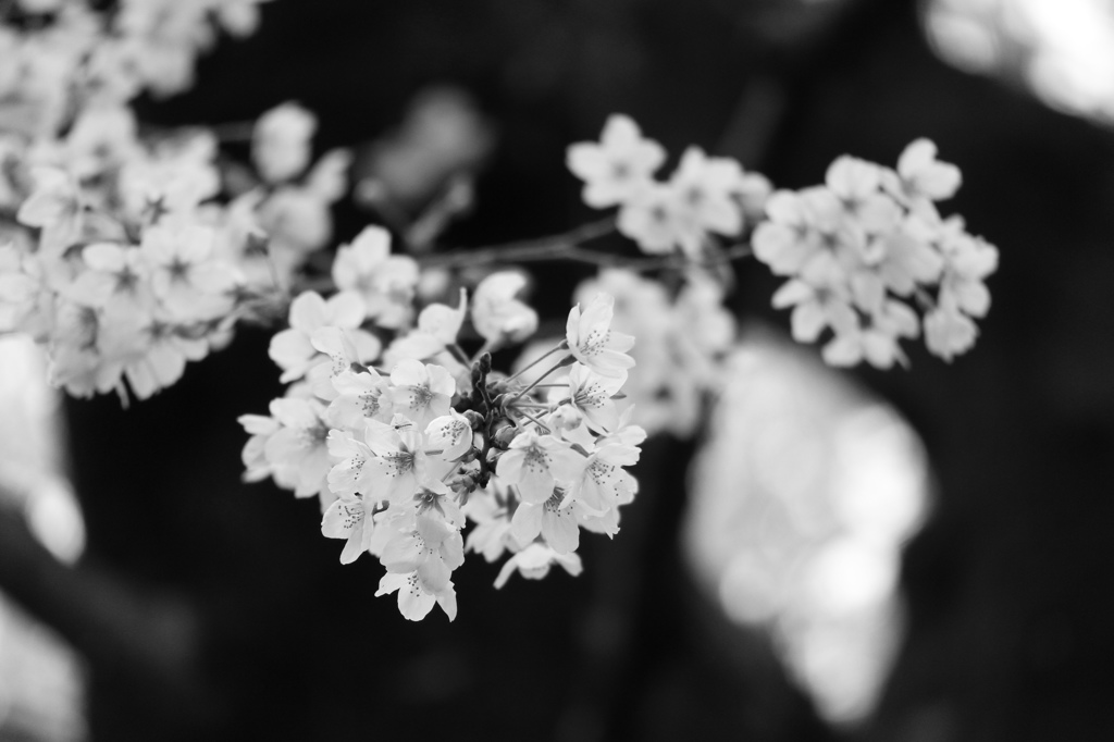 桜の奥行き