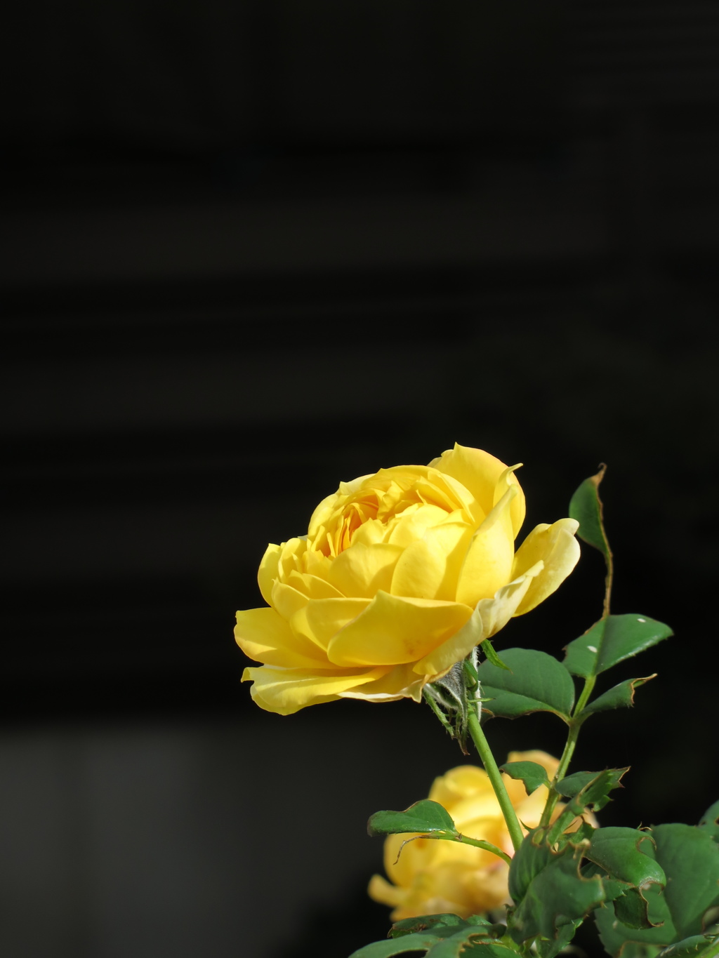 yellow_rose1
