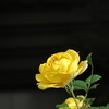 yellow_rose1
