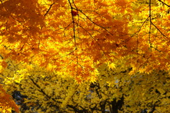 北大の紅葉