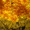 北大の紅葉