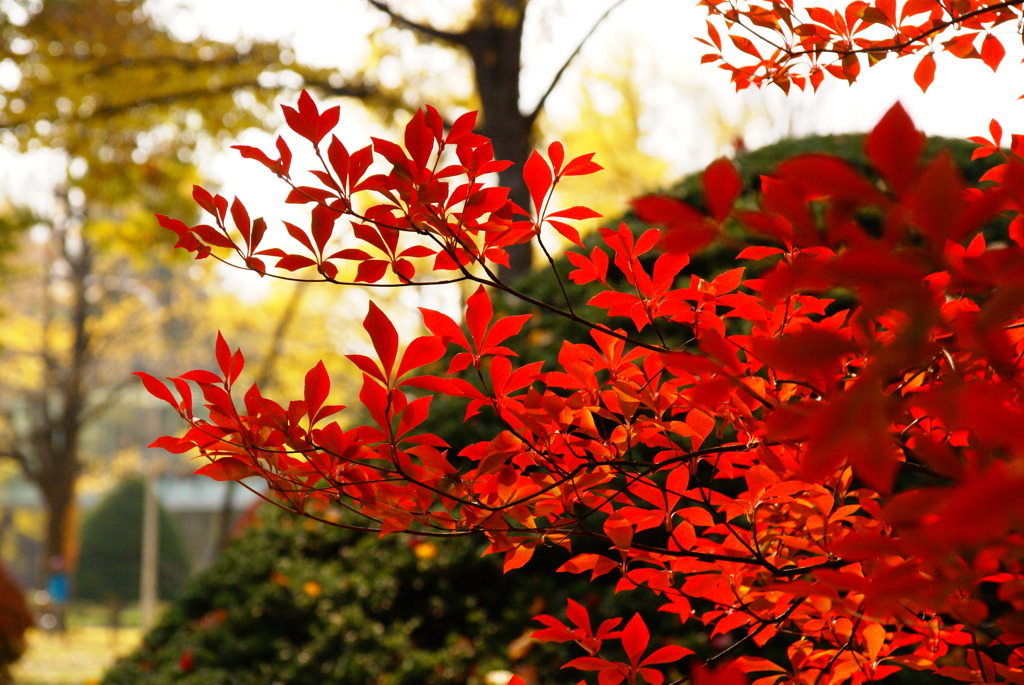 工学部前の紅葉