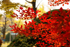 工学部前の紅葉