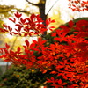 工学部前の紅葉