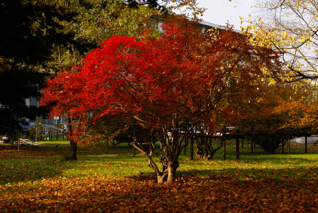 工学部前の紅葉
