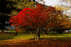 工学部前の紅葉