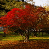 工学部前の紅葉