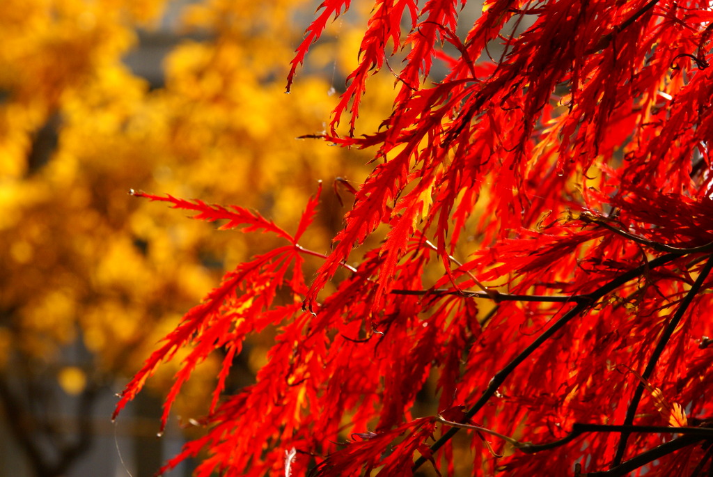 花火のように