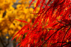 花火のように