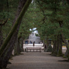 松の参道
