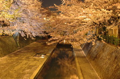 夜桜