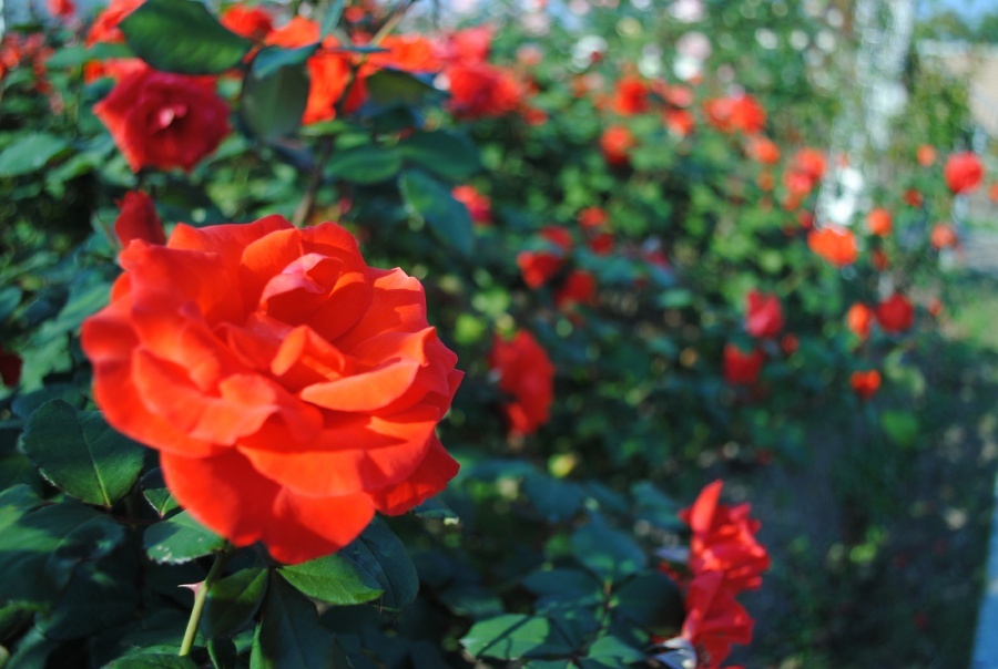 Rose Garden