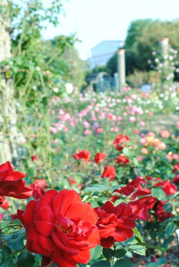 Rose Garden