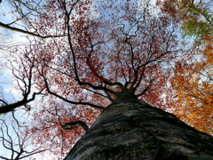 紅葉