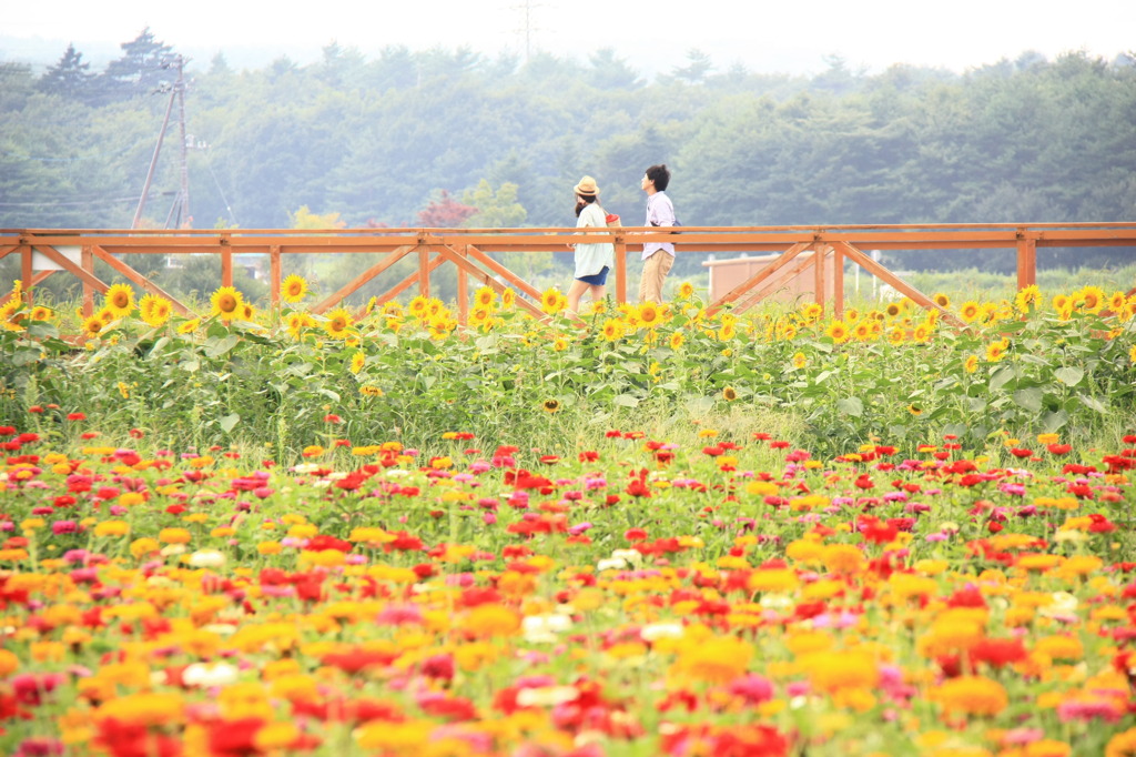 山中湖・花の都公園