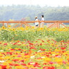 山中湖・花の都公園