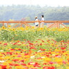 山中湖・花の都公園